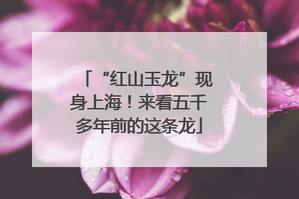 “红山玉龙”现身上海！来看五千多年前的这条龙