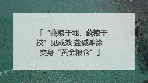 “藏粮于地、藏粮于技”见成效 盐碱滩涂变身“黄金粮仓”