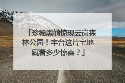 珍稀黑鹳惊现云岗森林公园！丰台这片宝地藏着多少惊喜？