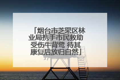 烟台市芝罘区林业局携手市民救助受伤牛背鹭 待其康复后放归自然