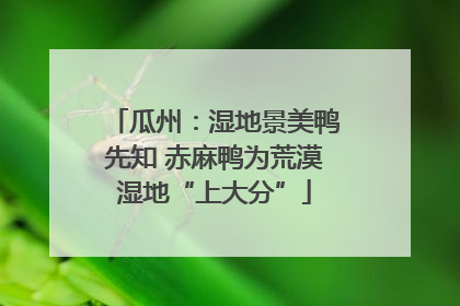 瓜州：湿地景美鸭先知 赤麻鸭为荒漠湿地“上大分”