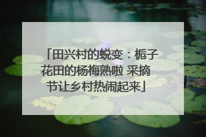 田兴村的蜕变：栀子花田的杨梅熟啦 采摘节让乡村热闹起来