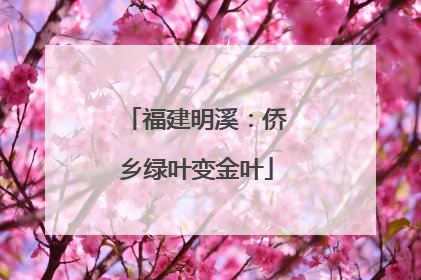 福建明溪：侨乡绿叶变金叶