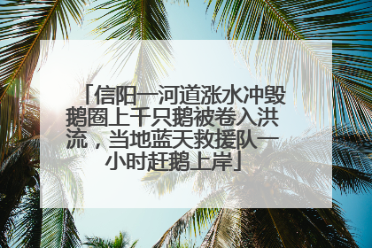 信阳一河道涨水冲毁鹅圈上千只鹅被卷入洪流，当地蓝天救援队一小时赶鹅上岸
