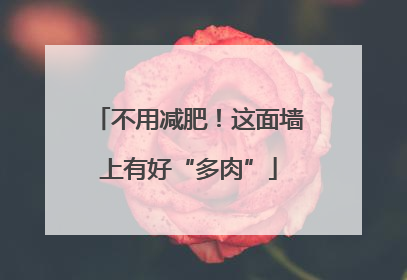 不用减肥！这面墙上有好“多肉”