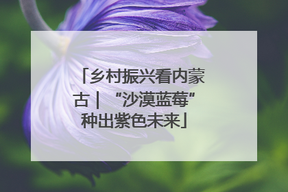 乡村振兴看内蒙古｜“沙漠蓝莓”种出紫色未来