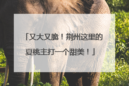 又大又脆！荆州这里的夏桃主打一个甜美！
