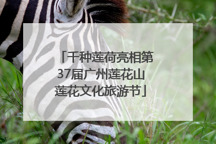 千种莲荷亮相第37届广州莲花山莲花文化旅游节