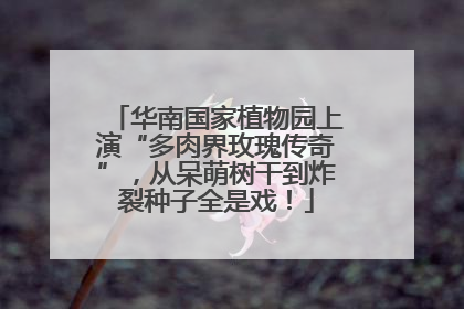 华南国家植物园上演“多肉界玫瑰传奇”，从呆萌树干到炸裂种子全是戏！
