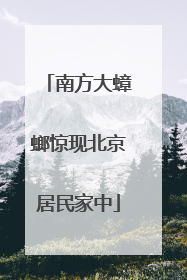 南方大蟑螂惊现北京居民家中