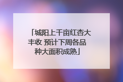 城阳上千亩红杏大丰收 预计下周各品种大面积成熟
