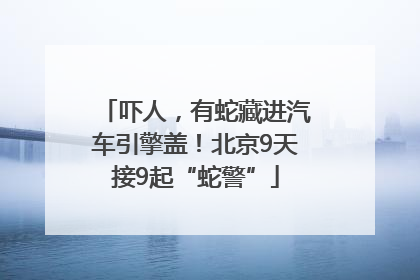 吓人，有蛇藏进汽车引擎盖！北京9天接9起“蛇警”