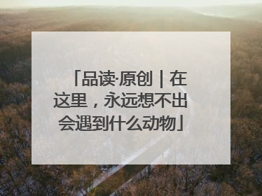 品读·原创｜在这里，永远想不出会遇到什么动物