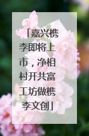 嘉兴槜李即将上市，净相村开共富工坊做槜李文创