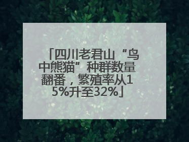 四川老君山“鸟中熊猫”种群数量翻番，繁殖率从15%升至32%