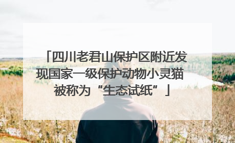 四川老君山保护区附近发现国家一级保护动物小灵猫 被称为“生态试纸”
