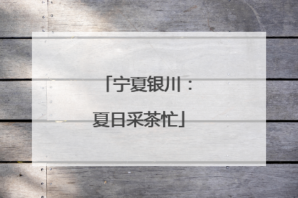 宁夏银川：夏日采茶忙
