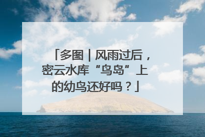 多图｜风雨过后，密云水库“鸟岛”上的幼鸟还好吗？