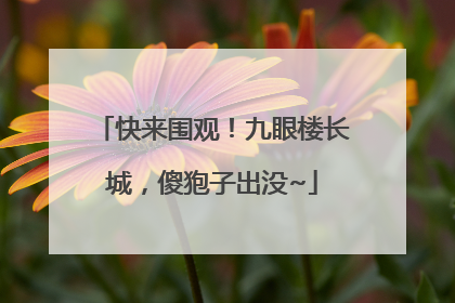 快来围观！九眼楼长城，傻狍子出没~