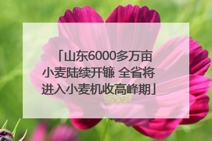 山东6000多万亩小麦陆续开镰 全省将进入小麦机收高峰期