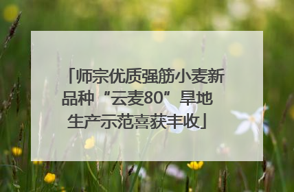 师宗优质强筋小麦新品种“云麦80”旱地生产示范喜获丰收