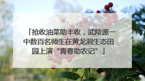 抢收油菜助丰收，武陵源一中数百名师生在黄龙洞生态田园上演“青春助农记”