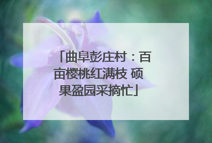 曲阜彭庄村：百亩樱桃红满枝 硕果盈园采摘忙