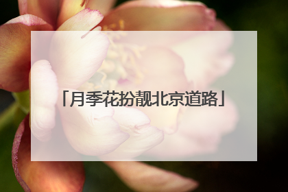 月季花扮靓北京道路