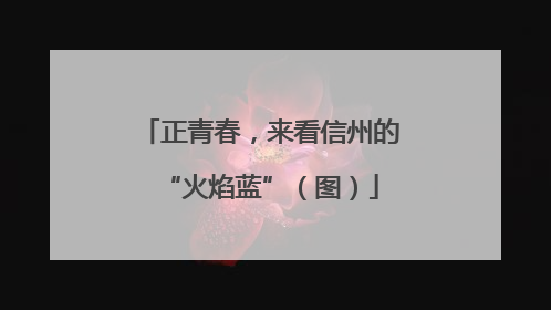 正青春，来看信州的“火焰蓝”（图）