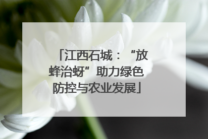 江西石城：“放蜂治蚜”助力绿色防控与农业发展