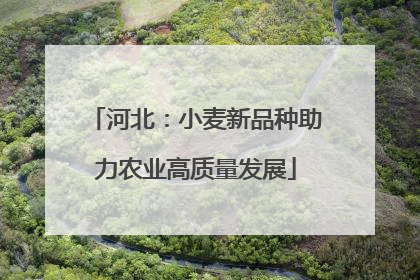 河北：小麦新品种助力农业高质量发展
