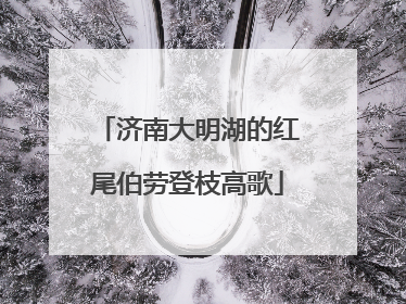 济南大明湖的红尾伯劳登枝高歌