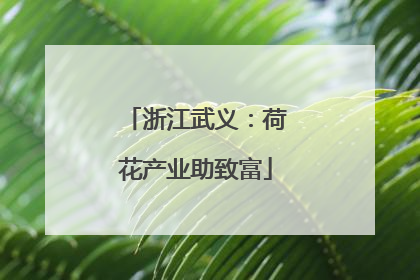 浙江武义：荷花产业助致富