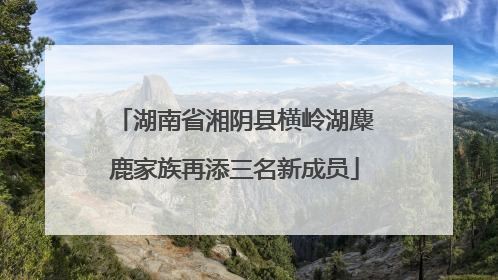 湖南省湘阴县横岭湖麋鹿家族再添三名新成员