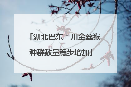 湖北巴东：川金丝猴种群数量稳步增加