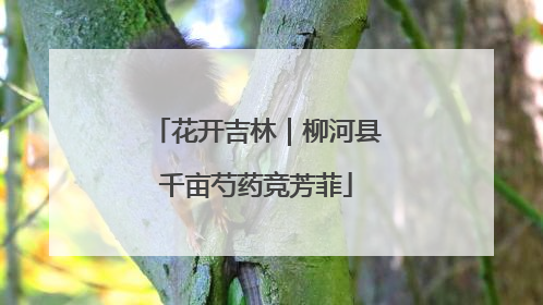 花开吉林｜柳河县千亩芍药竞芳菲
