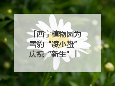 西宁植物园为雪豹“凌小蛰”庆祝“新生”