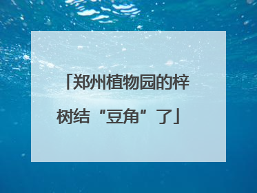 郑州植物园的梓树结“豆角”了