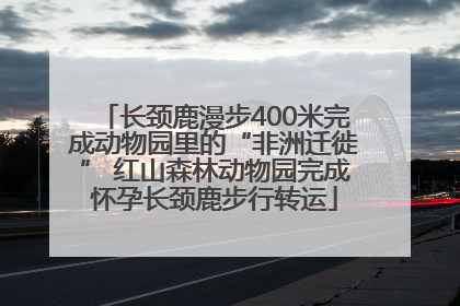 长颈鹿漫步400米完成动物园里的“非洲迁徙” 红山森林动物园完成怀孕长颈鹿步行转运