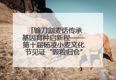 镰刀割麦话传承 基因育种启新程——第十届杨凌小麦文化节见证“颗粒归仓”时空跨越