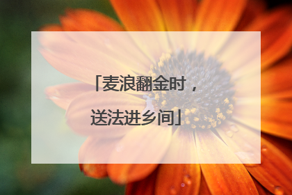 麦浪翻金时，送法进乡间
