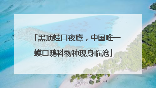黑顶蛙口夜鹰，中国唯一蟆口鸱科物种现身临沧