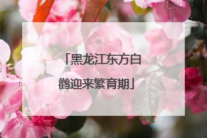 黑龙江东方白鹳迎来繁育期