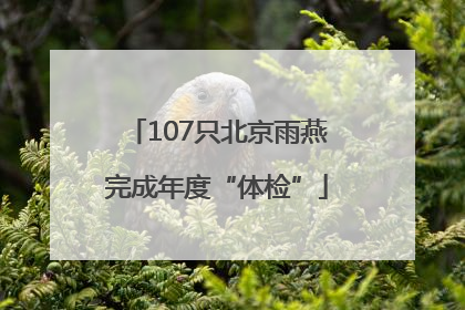 107只北京雨燕完成年度“体检”